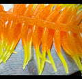 2" Crappie Slayer Orange Crush with Chartreuse Tail